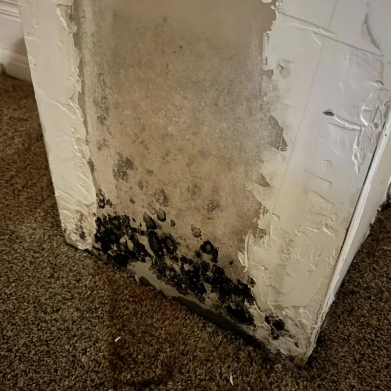 Professional Mold Removal in Coleman County, TX